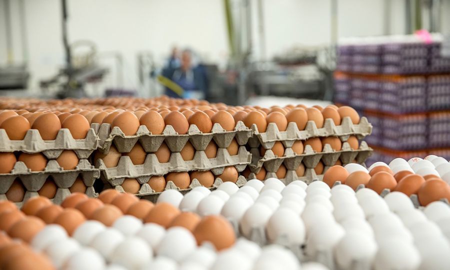 What is causing the egg shortage?, KNEWS