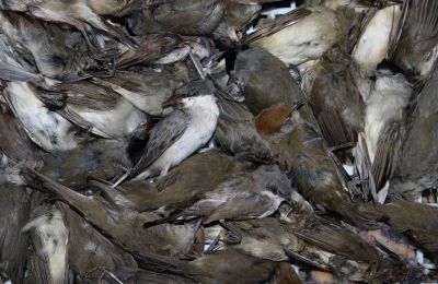 105 bird poachers convicted in 2022