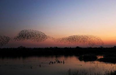Spectators delight over starlings flocking to Lake Oroklini (video)