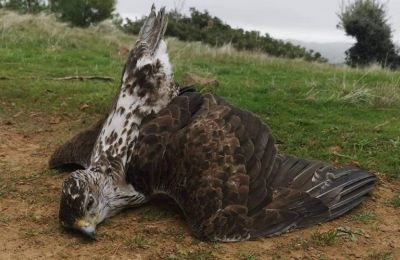 In a first for Cyprus, a €21.000 fine was imposed for bird poisoning