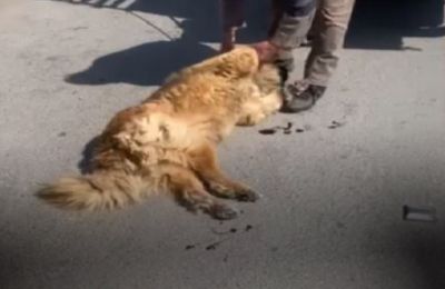 Animal Police investigate animal cruelty after citizens in rural Nicosia step in to save large dog