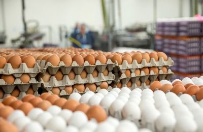 Price of eggs in Cyprus up by 23%