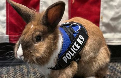 Bunny with a badge: Rabbit joins police force in California