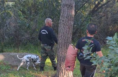 Strovolos authorities ramp up efforts to locate dangerous pack of dogs