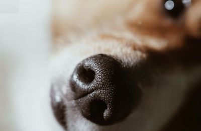 The nose knows: AI app helps identify lost dogs through their nose prints