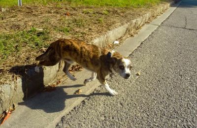 Owner of roadkill in rural Limassol remains unidentified after collision in built-up area (photo archive)