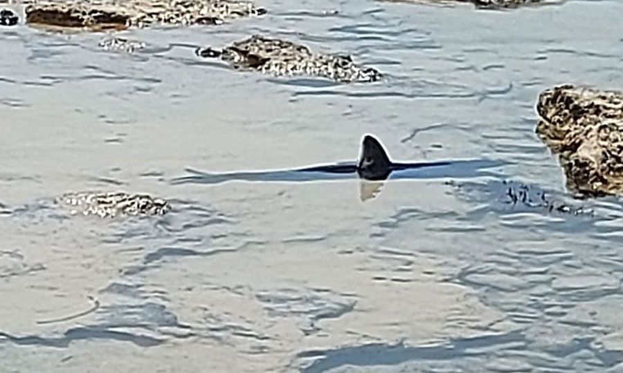Heroic Beachgoer Saves Trapped Shark In Ayia Napa KNEWS