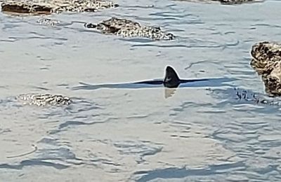 Heroic beachgoer saves trapped shark in Ayia Napa