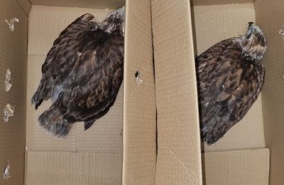 Illegal bird trafficking ring busted