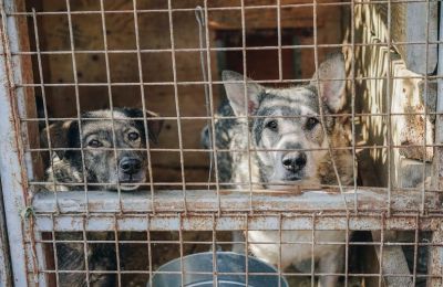 Green party protests dog shelter conditions