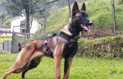 Hero dog missing after Colombian jungle plane crash