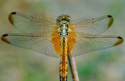 Paphos hosts global gathering of dragonfly enthusiasts