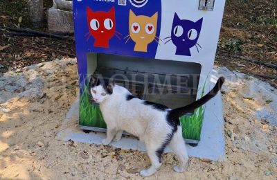 New cat feeders enhance stray welfare in Strovolos