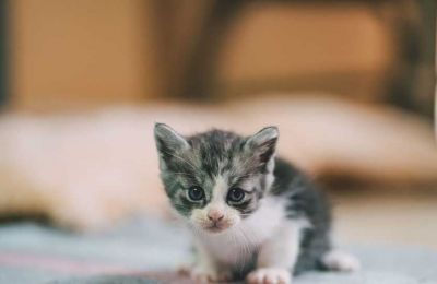 Man fined €120,000 for abandoning kittens