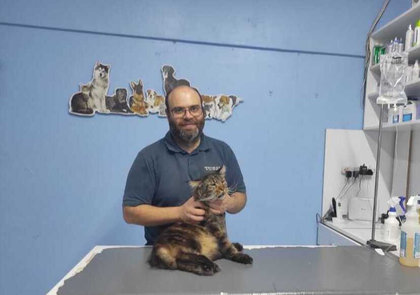 Experts warn about feline coronavirus after 'thousands' of cat deaths in  Cyprus, Animals