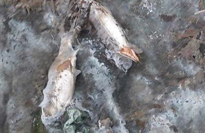 Ecologists investigate mysterious fish deaths in Kakopetria river