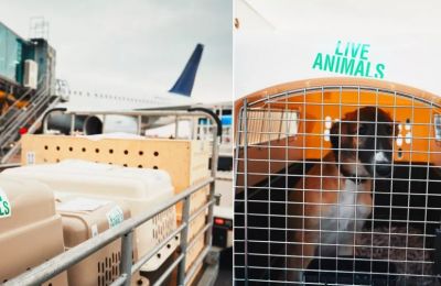 Airport staff's compassion for dogs goes viral