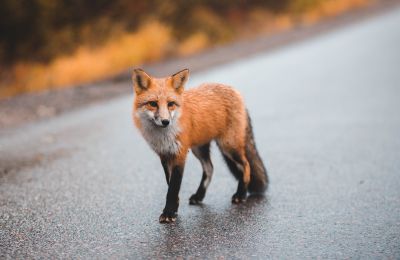 Avian flu forces Finland to cull 120,000 foxes and mink