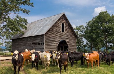 Cows' fate exposes sinister 'Forever Chemicals''