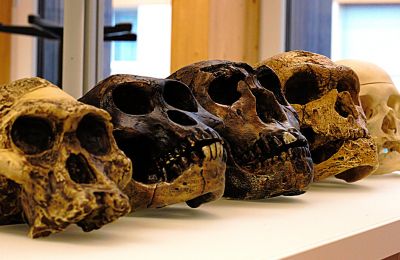 Study uncovers 117,000-year human ancestor bottleneck