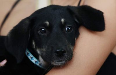 British forces rescue puppy trapped in concrete tank