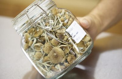 Oregon's magic mushroom trials draw thousands