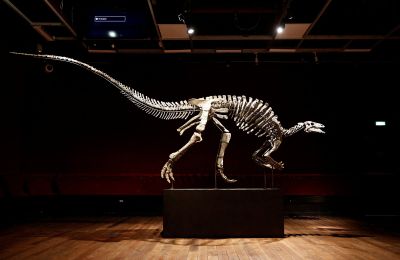 150-million-year-old dinosaur Barry to be sold in Paris auction