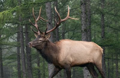 Elk on the loose causes metro meltdown in Stockholm