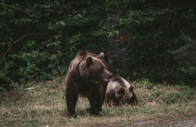 Two bears held illegally in Nicosia