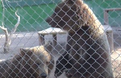 Animal welfare and permit disputes fuel tensions as bears remain in limbo