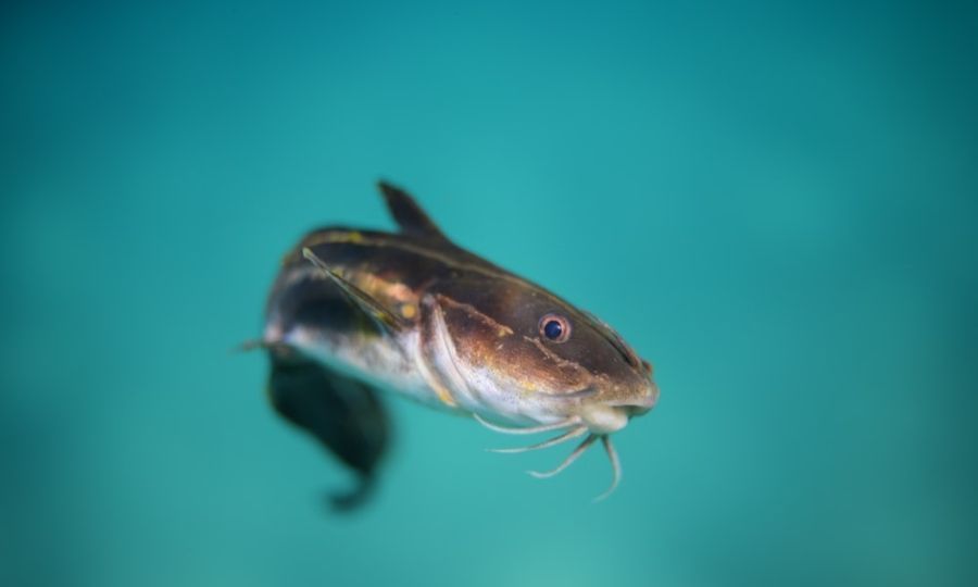 Dangerous catfish species spotted in Cyprus seas, KNEWS