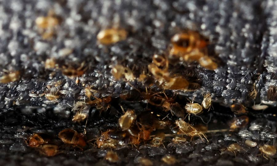 Bedbugs threaten 2024 Olympics in Paris, KNEWS