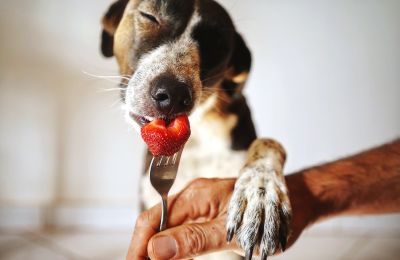 World's dogs considering vegan diet for a greener planet