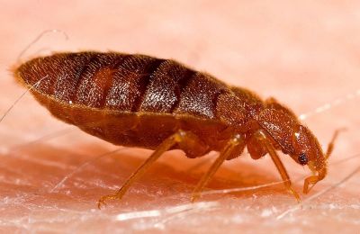 Bedbug infestation sparks unusual scene in the City of Lights