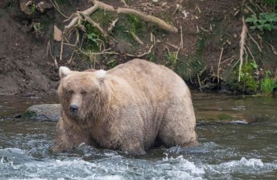 Grazer takes crown in Alaska's Fat Bear Week