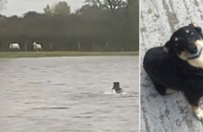 Sheepdog saves stranded ewes in Welsh flood rescue