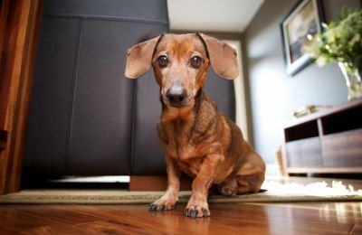 Should tenants have a 'paw-sitive' right to pets?