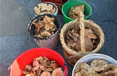 The toxic side of Cyprus' mushroom gathering