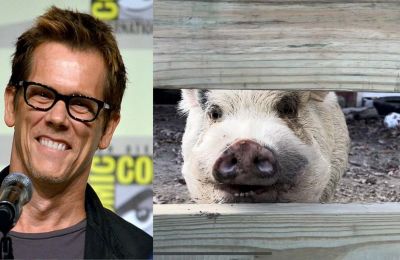 Pig with Kevin Bacon's name sparks wild chase