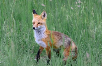 Discovery of five dead foxes sparks call for investigation