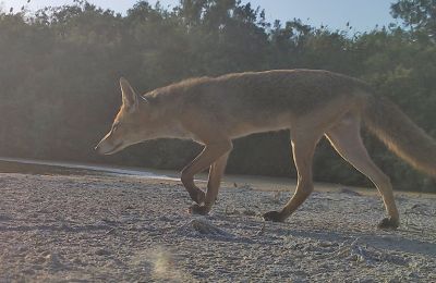 Cyprus faces surging fox population