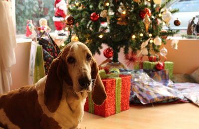 Leroy Merlin to host stray dogs under Christmas trees