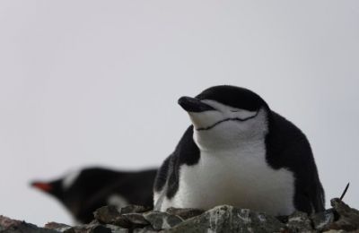 How Chinstrap penguins stay alert 24/7 during nesting season