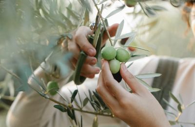 Olives harvested, memories revived