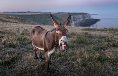  Farmer's donkey causes fire, lands him in court