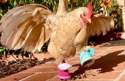 Online support surges for Nubz, the ''shoe-wearing'' chicken