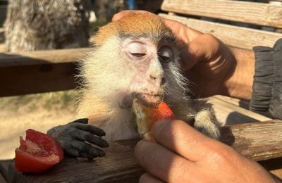 Displaced Gazans seek shelter among lions and monkeys in zoo crisis