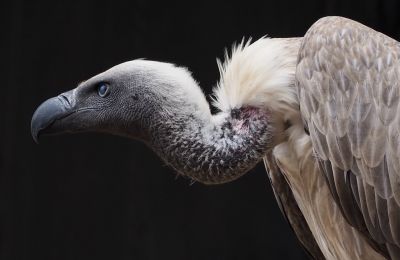 Cyprus welcomes 15 griffon vultures in battle for survival