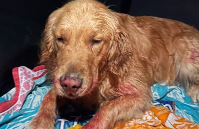 Injured golden retriever saved from 300-foot cliff