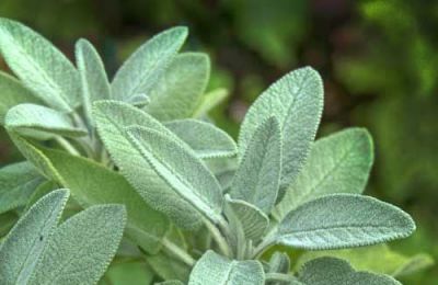 Greek sage extracts show promise against alzheimer's, Cyprus researchers find